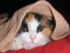 Miau