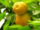 Susi